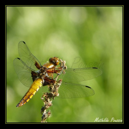 Libellule déprimée